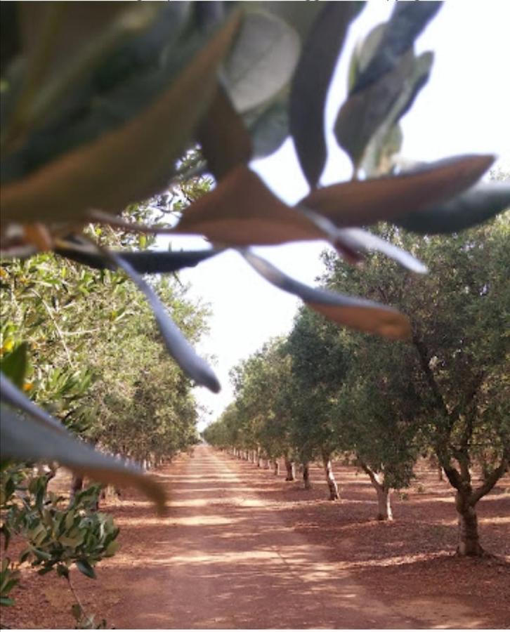 Room In Bb - Stunning Quadruple Room In Ancient Masseria Near The Sea In A Quiet Olive Trees オストゥーニ エクステリア 写真